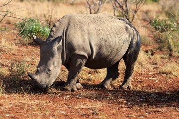 Fototapeta premium Breitmaulnashorn