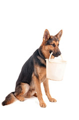 Shepherd with a bucket in his mouth