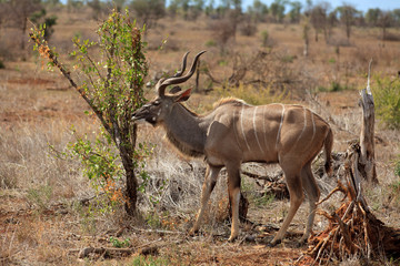 Kudu