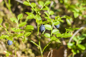 blueberry in the forest