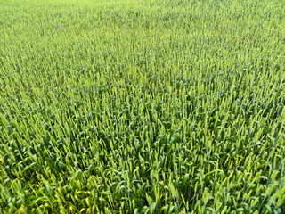 Field of the young green wheat