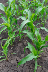 Young sprouts of corn in a field on a hot summer day, selective focus