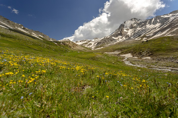 expanse of flowers in an alpine valley (Valfredda)
