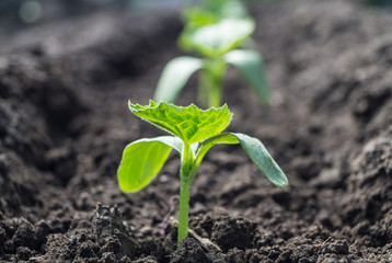 Seedlings of cucumber
