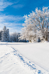 Winter trees in Beskid Sadecki Mountains covered with fresh snow, Poland