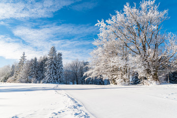 Winter trees in Beskid Sadecki Mountains covered with fresh snow, Poland