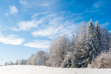 Winter trees in Beskid Sadecki Mountains and sunny blue sky, Poland