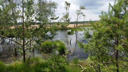 Naklejka premium Pietzmoor in der Lüneburg Heide bei Schneverdingen