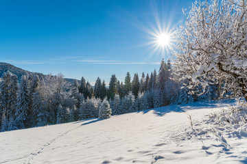 Winter trees in Beskid Sadecki Mountains with sun on blue sky, Poland
