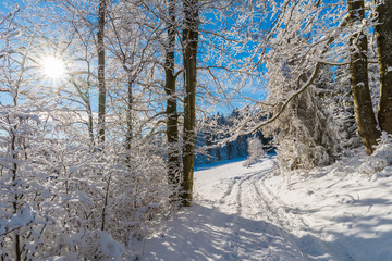 Winter trees and path in Beskid Sadecki Mountains with sun on blue sky, Poland