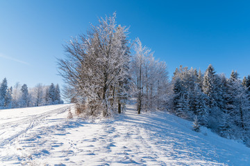 Winter trees in Beskid Sadecki Mountains on sunny day, Poland
