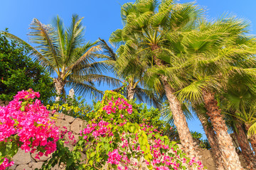 Palm trees with flowers against blue sunny sky, Tenerife, Canary Islands, Spain