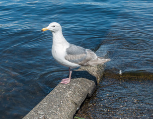 Friendly Seagull 2