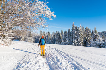 Skier on track in winter landscape of Beskid Sadecki Mountains, Poland