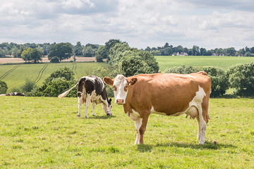 Fototapeta na wymiar Orange cow on the pasture