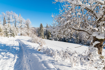 Winter road in Beskid Sadecki Mountains on sunny day, Poland