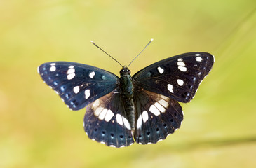 Kelebek