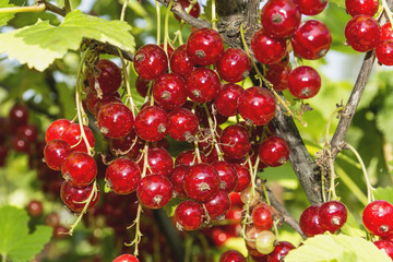 Berries of the red currant