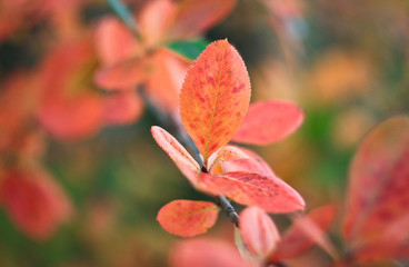 Obraz premium Orange autumn leaves