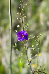 violet field flower