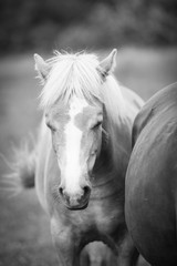 Obraz na płótnie Canvas European wild horse in black and white.