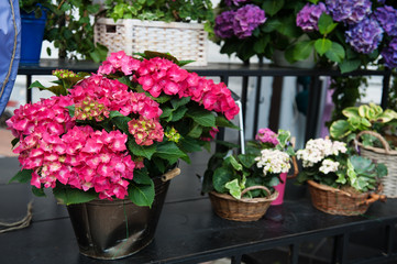 Colorful hydrangea flowers in the pot in spring and summer