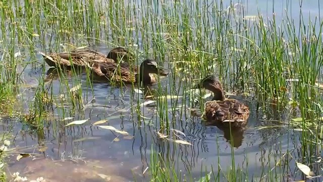 Ducks looking for food on the bottom of the lake