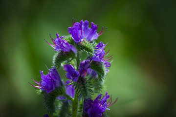 violet, wild flower on blurred dark background