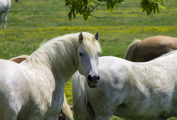 white horse on a flowering a field, farm, close-up