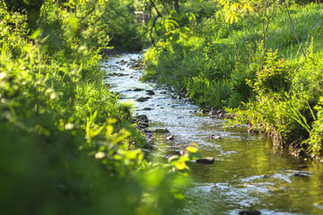 Obraz na płótnie Canvas creek in the woods