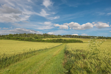 Landschaft im Sommer