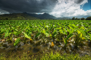 The taro fields of Hanalei Valley in Kauai, Hawaii