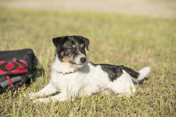 Jack Russell macht Platz am Rucksack - Insel