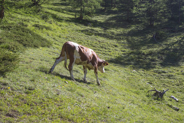Alpine cow on the move