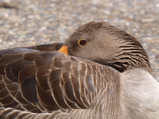 Graugans, Close up © visuals-and-concepts
