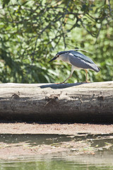 Fototapeta premium Ave Martinete común (Nycticorax nycticorax) paseando por un tronco de árbol