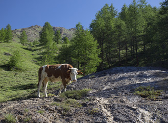 alpine cow drinking from the creek