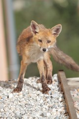 Petit renard roux
