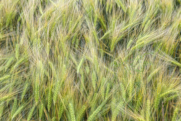 detail of field landscape  in the Eifel