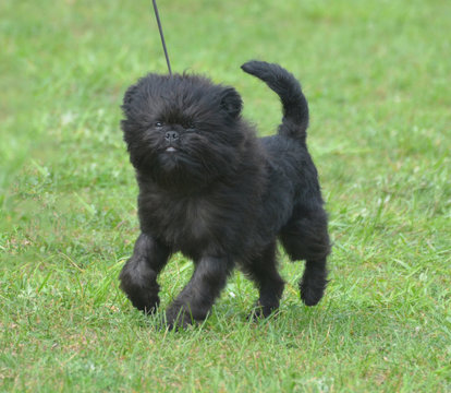 Sweet Black Affenpinscher Dog