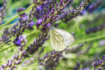 Lila Lavendelstaude mit Kohlweißling