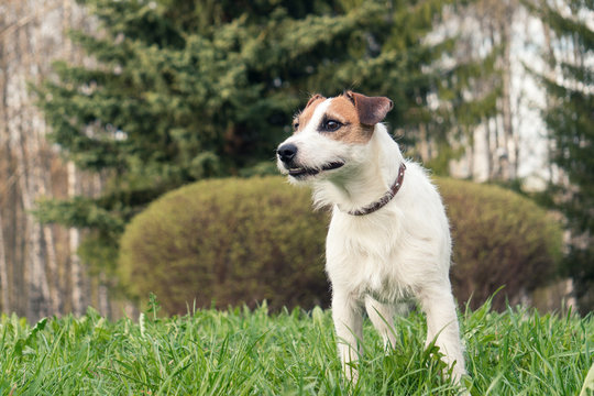 dog breed Jack Russell Terrier