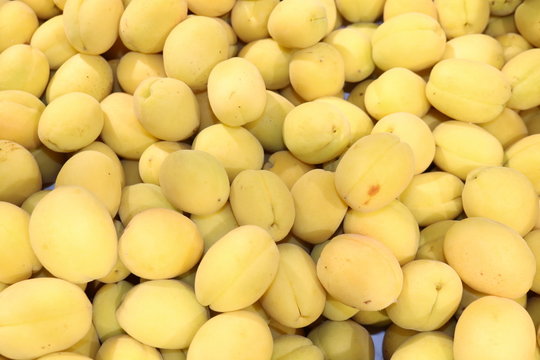 Apricot - fruit tree the source of dried apricots and dried apricots

