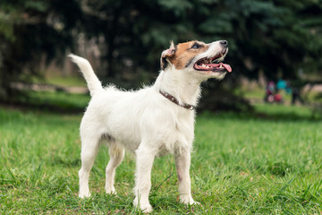 dog breed Jack Russell Terrier