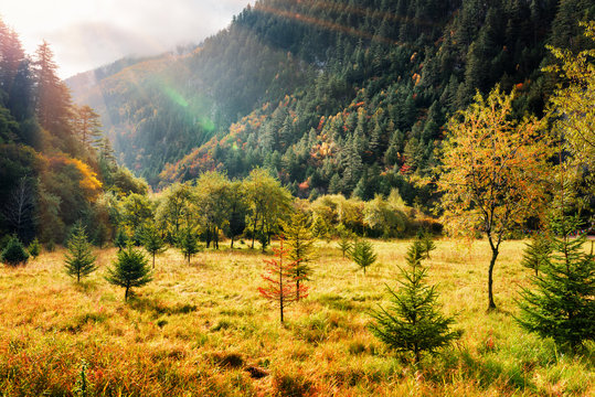 Scenic fall field among mountains and evergreen woods