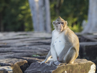 Monkey on a stone