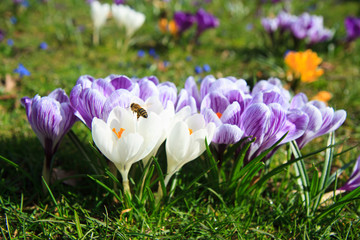 Bee approaching a bunch of crocus