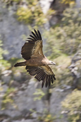 Obraz premium Ave buitre leonado (Gyps fulvus volando por un bosque