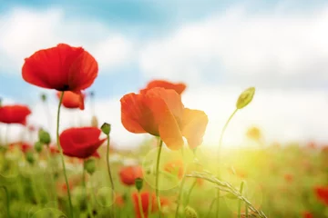 Photo sur Aluminium Coquelicots Champ de coquelicots en rayons soleil.