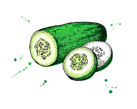 Cucumber Hand Drawn Vector. Isolated Cucumber And Sliced Pieces.